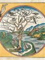 artwork from an account of the Creation found in the Nuremberg Chronicle depicting Day Five as a circle with drawing of a tree full of birds