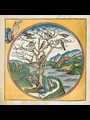 artwork from an account of the Creation found in the Nuremberg Chronicle depicting Day Five as a circle with drawing of a tree full of birds