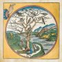 artwork from an account of the Creation found in the Nuremberg Chronicle depicting Day Five as a circle with drawing of a tree full of birds