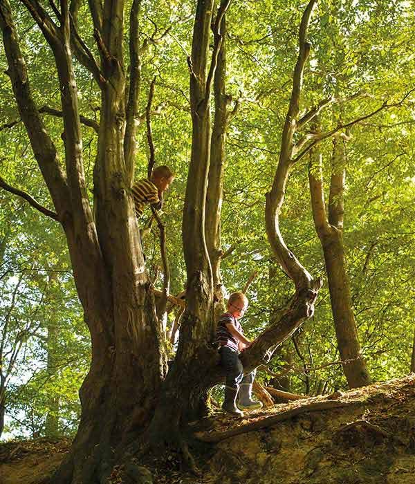 two little boys playing in a large beech tree