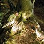 little girl in a green dress playing at the roots of a large beech tree