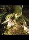 little girl in a green dress playing at the roots of a large beech tree