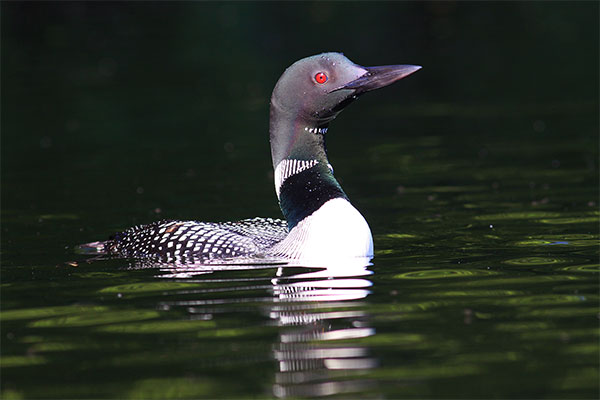 photo of a Common Loon on still green water