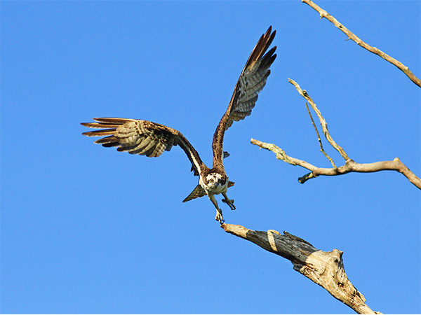 photo of an osprey landing on a dead tree branch