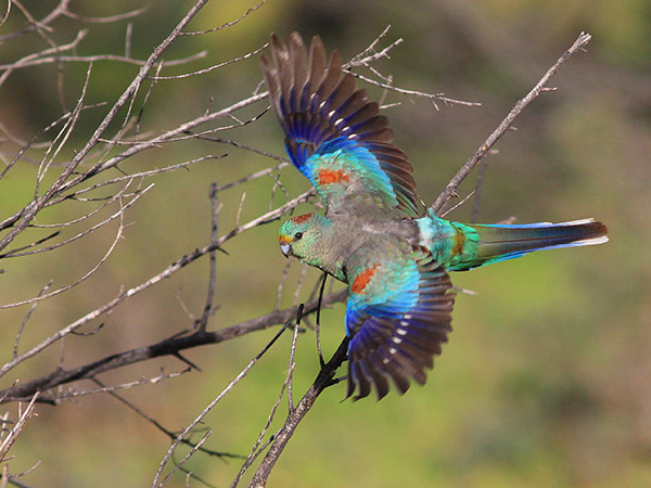 photo of a Mulga Parrot flying, displaying bright blue, green, and red wing feathers