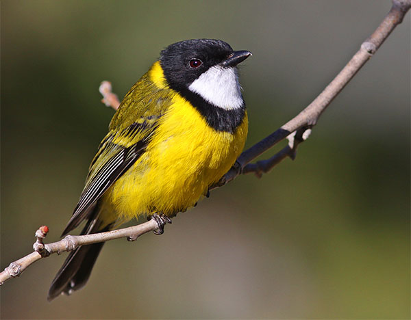 photo of a Golden Whistler, with bright yellow chest feathers and a black and white head