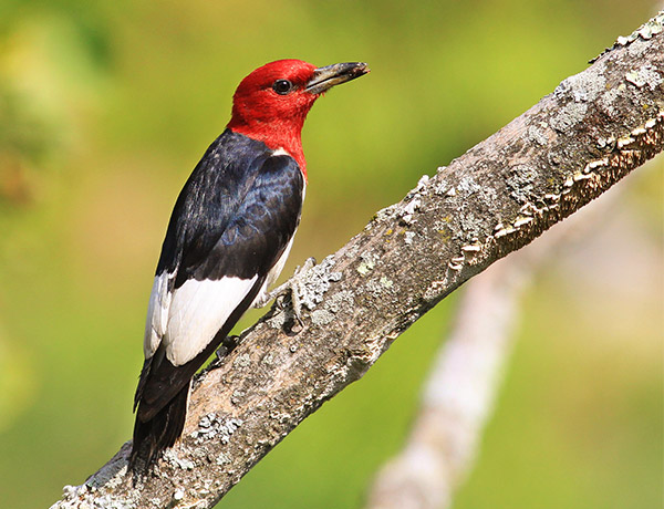 photo of a Read-headed Woodpecker against a green background