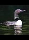 photo of a Common Loon on still green water