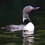 photo of a Common Loon on still green water