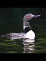 photo of a Common Loon on still green water