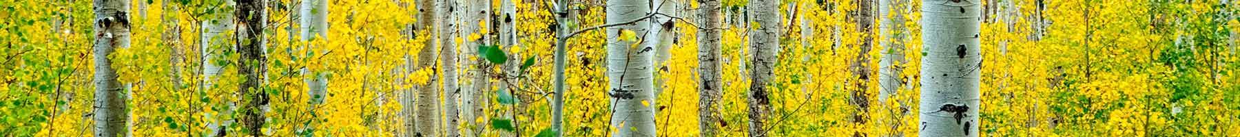 birch trees in fall