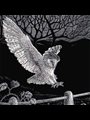 scratchboard illustration of a barn owl landing on a split rail fence