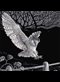 scratchboard illustration of a barn owl landing on a split rail fence