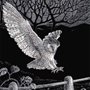 scratchboard illustration of a barn owl landing on a split rail fence