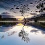 reflection of a tree in still water