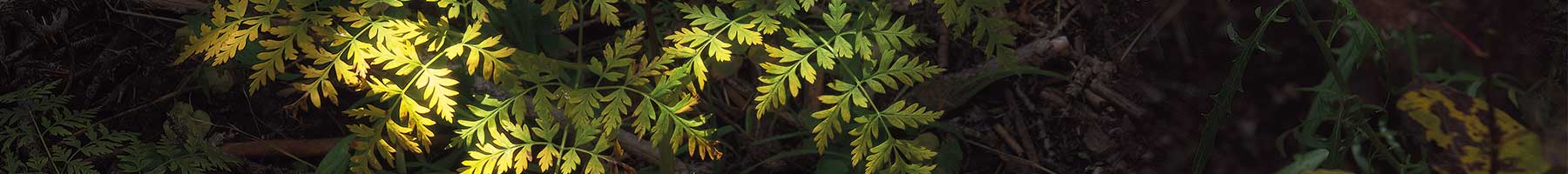 sunlit green ferns in a dark forest