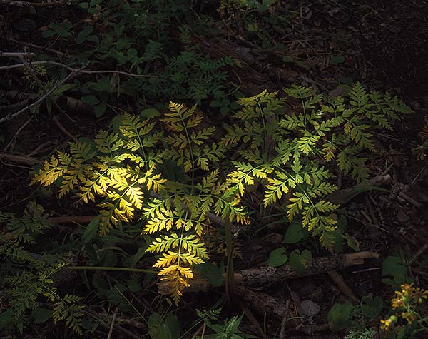 sunlit green ferns in a dark forest