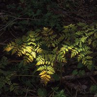 sunlit green ferns in a dark forest
