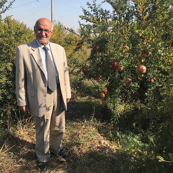 A farmer in his grove of pomegranates