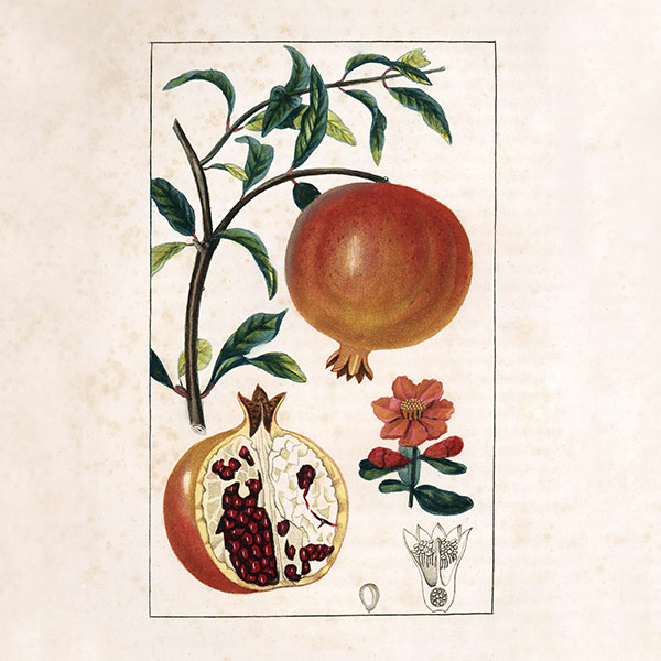 illustration of a pomegranate 
