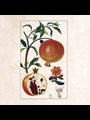 illustration of a pomegranate