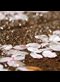 cherry petals covered with rain drops