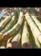 bunch of sugarcanes tied with twine