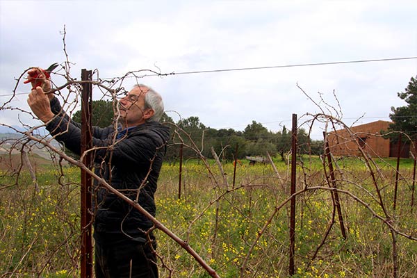 older man pruning vines