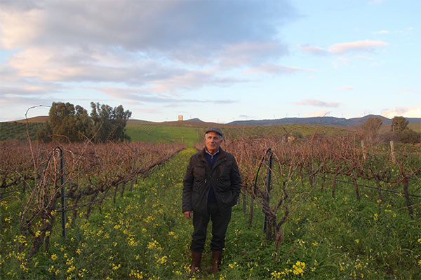 man standing between rows of grapes