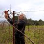 older man pruning vines