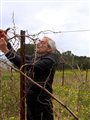 older man pruning vines