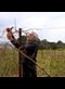 older man pruning vines