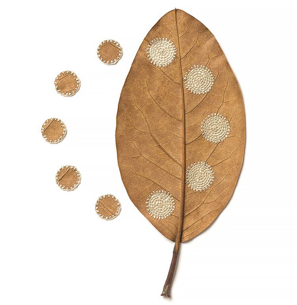 brown leaf on a white background