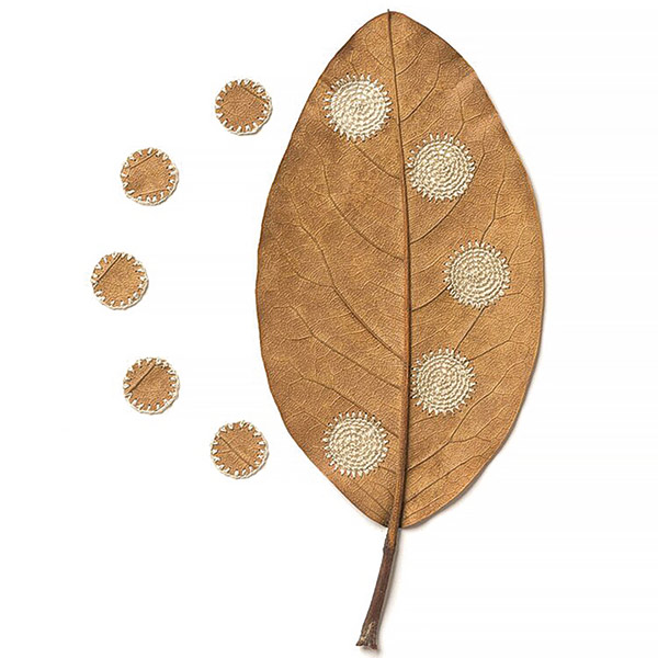 brown leaf on a white background