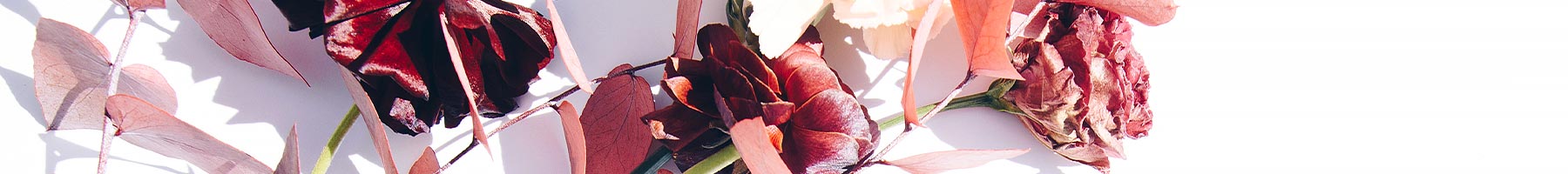 red flowers and leaves on a white background