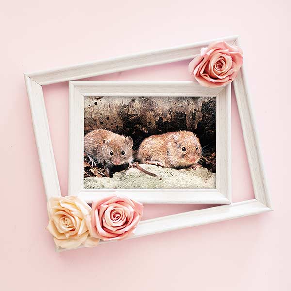 photograph of two mice