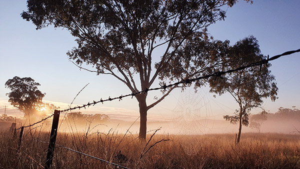 silhouettes of gum trees in a paddock at dawn