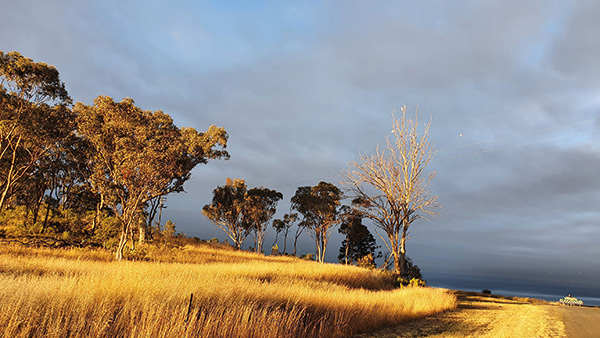 sunset shining on gum trees in front of a darkening sky