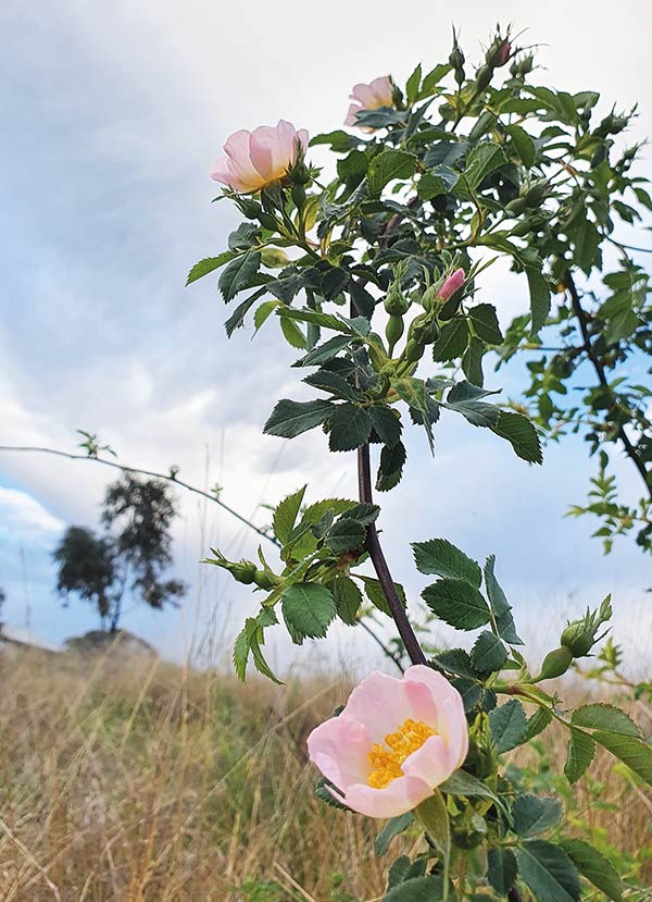 wild roses growing in a paddock