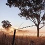 silhouettes of gum trees in a paddock at dawn