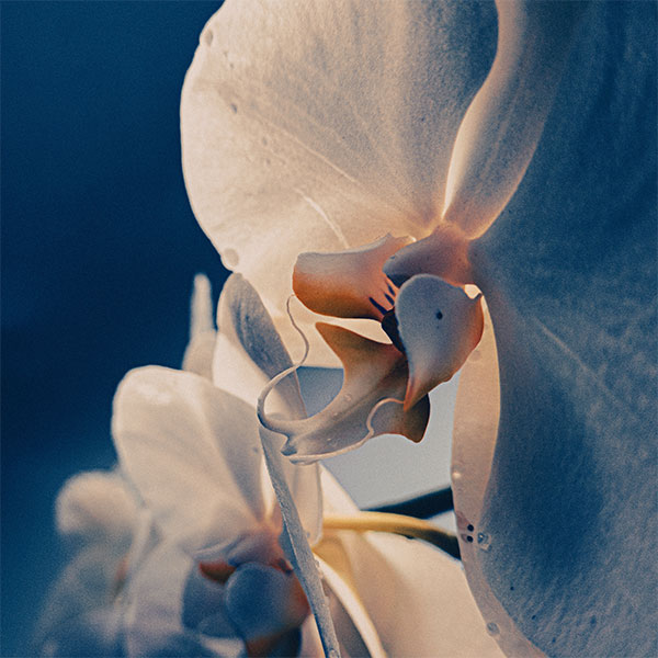 macrophotography of an orchid