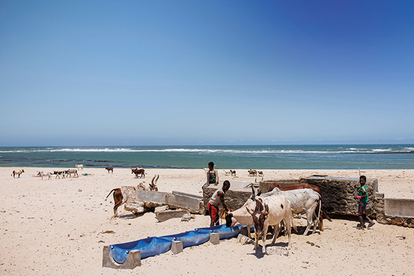boys giving water to cattle on a beach
