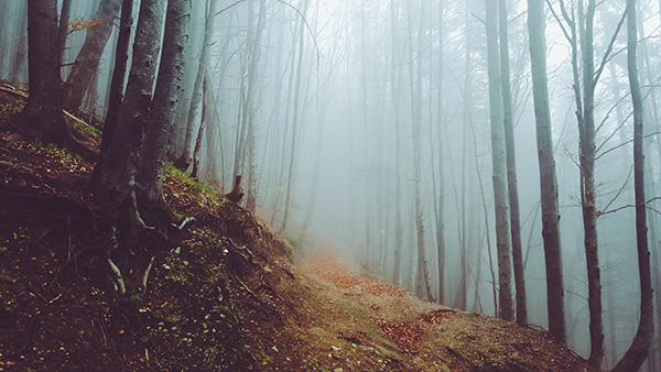 a forest in fog