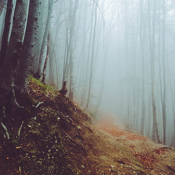 a forest in fog
