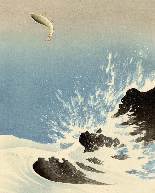 illustration of a salmon jumping in a stream