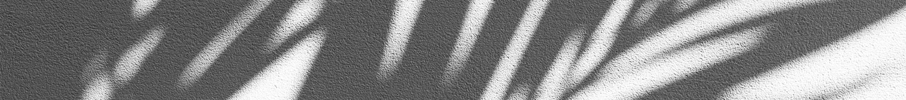 shadow of a palm branch on a white wall