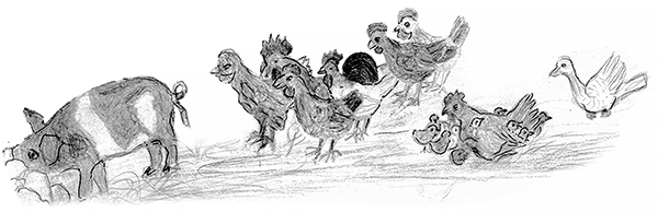 illustration of hens and pigs