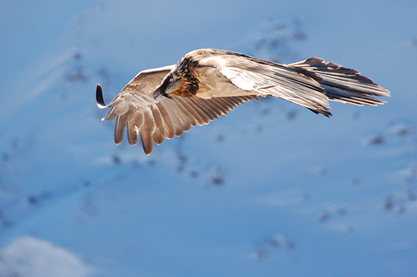 Lammergeier in flight