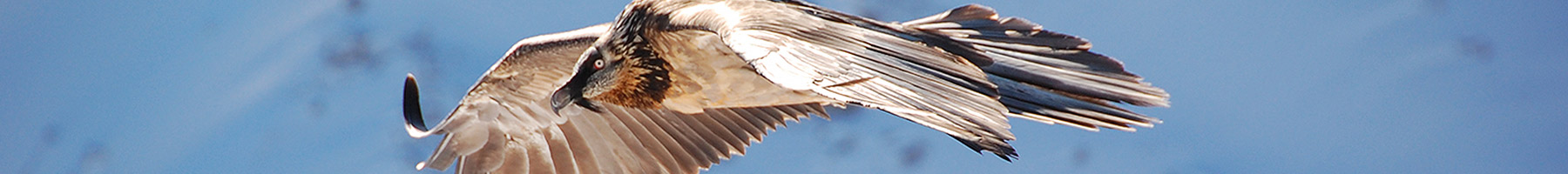 Lammergeier in flight