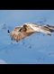 Lammergeier in flight